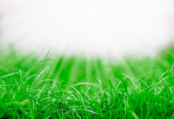 grass on green and soft white background