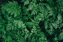 Colorful Juicy Background With Green Leaves Like Fern Leaves