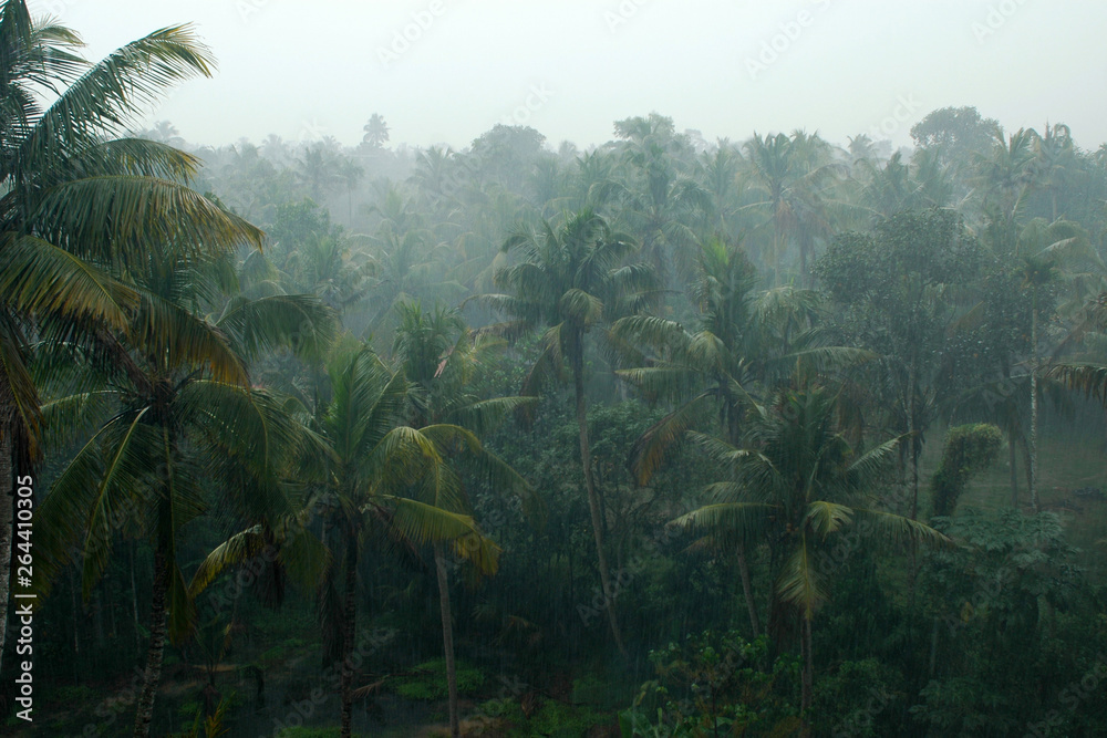 Coconut palms in the rain, Kerala, India - obrazy, fototapety, plakaty 