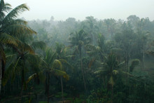 Coconut Palms In The Rain, Kerala, India