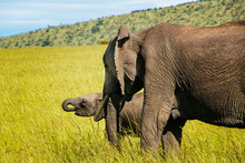 Adult African Elephant (Loxodonta Africana) With Baby Elephant Grazing In The African Savannah. Landscape Of Africa
