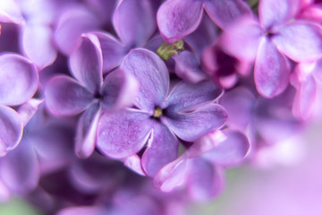 closeup of purple flower of lilac 