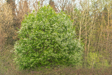 Wall Mural - Prunus padus (European Bird Cherry) in bloom. Prunus padis (European Bird Cherry) in the spring at the time of flowering.