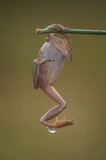 Fototapeta Zwierzęta - Italian tree frog (Hyla intermedia)