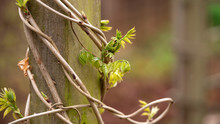 Wisteria Trunk With Young Leaves Wrapped Around Wooden Pole In Garden.