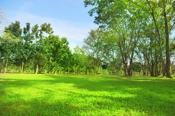 Wall Mural - Green trees and Beautiful meadow in the park with morning sky.