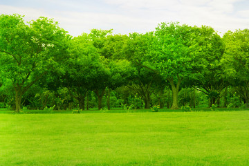 Wall Mural - Green trees and gardens Beautiful light in the morning