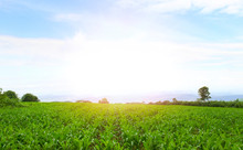 Green Corn Fields On Wide-angle Mountains Morning Sunrise