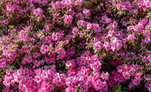 A Beautiful Display Of A Pink Azalea Bush In Full Bloom
