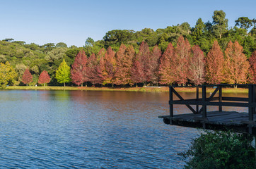 great concept of autumn, beautiful trees of the genus platanus w