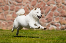 Hokkaido Dog Runs