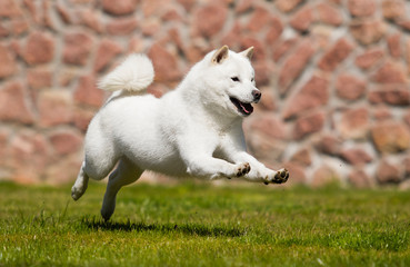 Poster - hokkaido dog runs