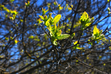 The first spring gentle leaves, buds and branches macro background