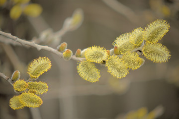 Blooming willow with yellow chickens on the branches