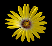 Fine Art Still Life Flower Colorful  Macro Of A Wide Open Blooming Yellow African Cape Daisy / Marguerite Blossom On Black Background With Detailed Texture