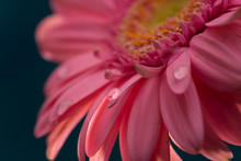Pink Daisy With Water Drop