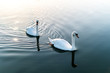 two white swans on the lake