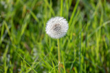 Fototapeta Dmuchawce - dandelion with flying seeds, natural Background