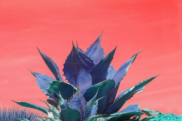 Surrealistic abstract blue succulent agave