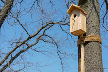 Wooden House For Birds On The Tree.