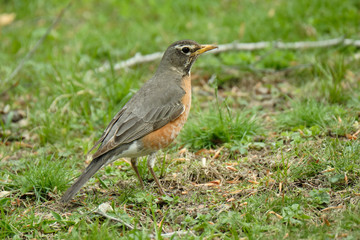 Canvas Print - Robin