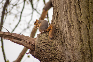 squirrel in a tree in spring