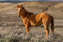 Wild Mustang On The Colorado High Plains