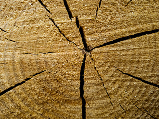 Sawn tree close up. Tree in a cut close-up.