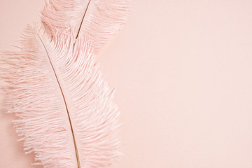 Pink pastel feathers on pink background with copy space. Flat lay, top view.