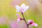Fototapeta Kosmos - Spring blooming pink peach