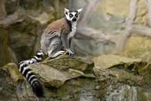Ring Tailed Lemur (Lemur Catta)
