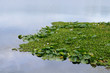 duckweed on lake