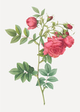 Vintage Turnip Rose Poster