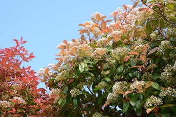 Sticker - Red robin (Japanese photinia) blossoms