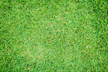 Green grass texture background, Green lawn, Backyard for background, Grass texture, Background of green grass.