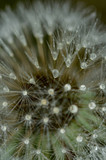 Fototapeta Dmuchawce - Dandelion, puff flower