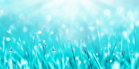 Wall Mural - Dew drops on the blue fantastic tender grass. Summer spring fresh blur background. Copy space.