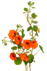 Wall Mural - nasturtium flower isolated