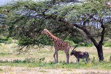 Giraffes And Antelopes Are Standing Together Under A Tree