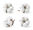 © baibaz - Set of various cotton flowers