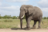 Fototapeta Sawanna - Afrikanischer Elefant / African elephant / Loxodonta africana