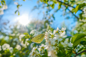 Wall Mural - Butterfly on the flowers of an apple tree in the rays of the sun.