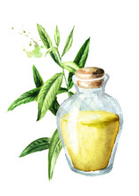 Lemon Verbena Essential Oil. Watercolor Hand Drawn Illustration Isolated On White Background