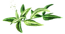 Lemon Verbena Sprig For Herb Tea, For Aromatherapy. Watercolor Hand Drawn Illustration Isolated On White Background