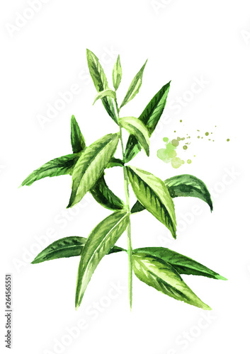 galazka-werbeny-cytrynowej-do-herbaty-ziolowej