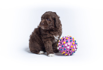 Wall Mural - Australian Labradoodle Puppies Playing