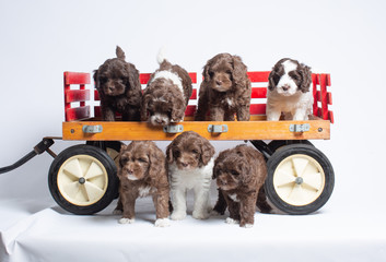 Wall Mural - Australian Labradoodle Puppies Playing