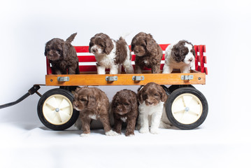 Wall Mural - Australian Labradoodle Puppies Playing