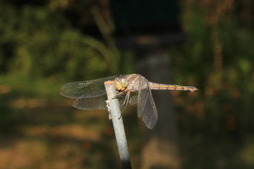 Wall Mural - Dragonfly, Macro dragonfly, dragon fly , insect, animal, nature,wildlife,macro,bug