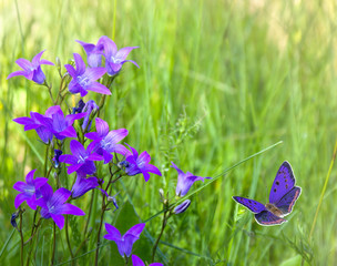 Wall Mural - Butterfly over violet blue bells flowers in sun light on meadow